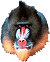 mandrill.gif